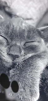 Monochrome wallpaper of a sleeping cat with a starry background.