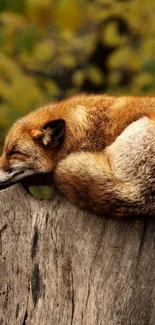 Serene fox sleeping on a tree trunk in autumn forest.