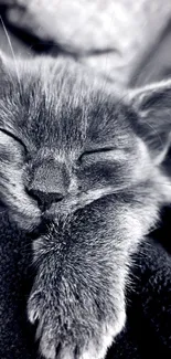 A serene, sleeping kitten in grayscale tones.