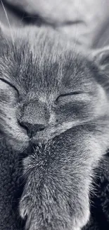 Black and white photo of a sleeping kitten with soft fur.