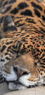 Sleeping leopard on log, displaying spotted fur.