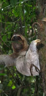 Sloth clinging to a tree in lush, green rainforest setting.