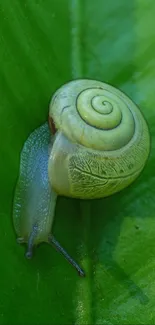 Serene snail on a vibrant green leaf wallpaper.