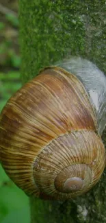 Snail resting on a tree trunk with green leaves and white flowers.