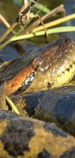 A snake resting peacefully in wetland setting, surrounded by natural beauty.