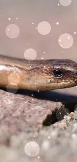 Snake on forest floor with bokeh lights effect.