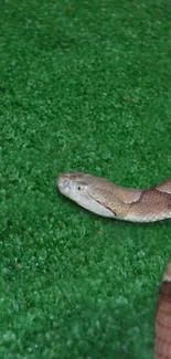 A snake resting on lush green grass.