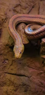 Snake gracefully resting on rugged rocks, showcasing earthy tones.