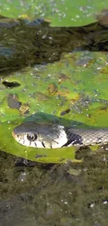 Snake gliding over green lily pad on calm water surface.