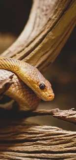 Snake resting on twisted wooden branches with brown tones.