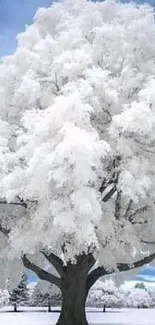 Beautiful snow-covered tree in winter landscape.