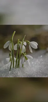 Snowdrops blooming through the snow, creating a serene and natural mobile wallpaper.