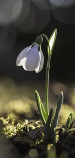 A solitary snowdrop flower with a blurred bokeh background.