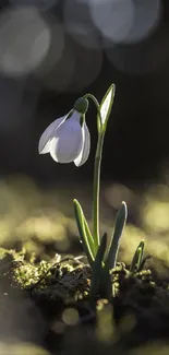 Snowdrop flower with green leaves in a tranquil natural setting.