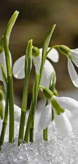 Snowdrops emerging from snow in a serene mobile wallpaper.