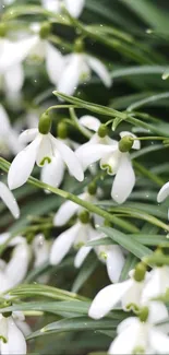 Close-up of snowdrop flowers with lush green leaves.