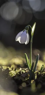 Snowdrop flower illuminated by sunlight in a serene nature setting.