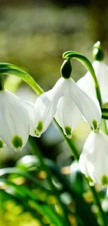 Serene snowdrop flowers with green leaves in a nature background.