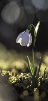 Single snowdrop flower in gentle sunlight.