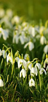 Snowdrops blooming on lush green grass field.