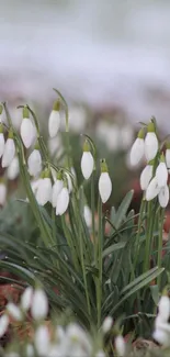 Snowdrops blooming on green stems in a serene setting.