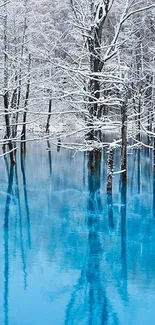 Snow-covered trees reflect in a vibrant blue lake.