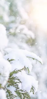 Snow-covered branch with winter sunlight effect.