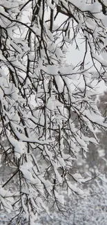 Snow-covered branches in a serene winter scene.