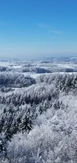 Snowy forest with bright blue sky.