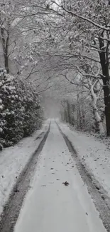 Snowy forest path in winter wonderland.