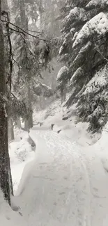 Snow-covered forest path with tall, majestic trees.