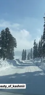 Snowy forest path with tall trees and a clear blue sky.