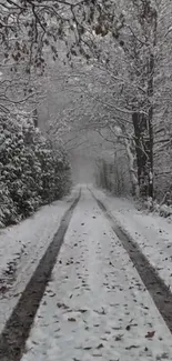 Snow-covered forest path under a canopy of trees.