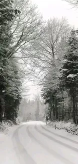 Snow-covered forest path with tranquil winter scenery.