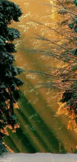 Golden sunlight filters through snowy forest path, creating a serene winter scene.