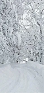 Serene snowy forest path with bare trees and fresh white snow.