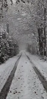 Snowy forest pathway with overhanging trees.
