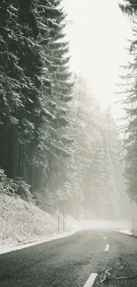 Misty snowy road through a dense forest of evergreens.