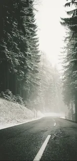 Snowy forest road through towering trees cloaked in mist.