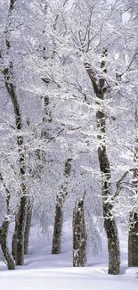 Snow-covered forest with frosted trees in a serene winter scene.