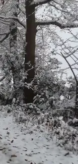 Snowy forest with trees and white ground covering.