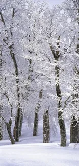 Snow-covered forest with frost-laden trees under a calm winter sky.