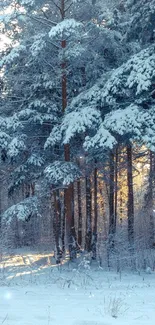 Snowy forest scene with sunlit backdrop