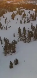 Aerial view of a serene snowy forest in winter sunlight.