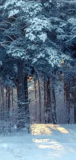 Snow-covered forest with sunlight filtering through the pine trees.