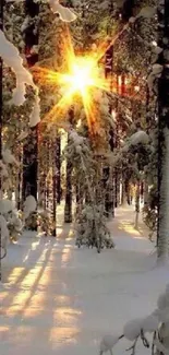 Snowy forest with sunrise casting golden light.