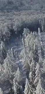 Tranquil snowy forest with towering trees.