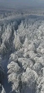 Aerial view of a snowy forest landscape with tall winter trees.