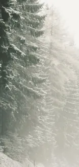 Serene snow-covered forest with tall evergreen trees.