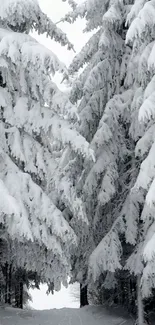 Serene snowy forest with snow-laden pine trees, perfect for winter lovers.